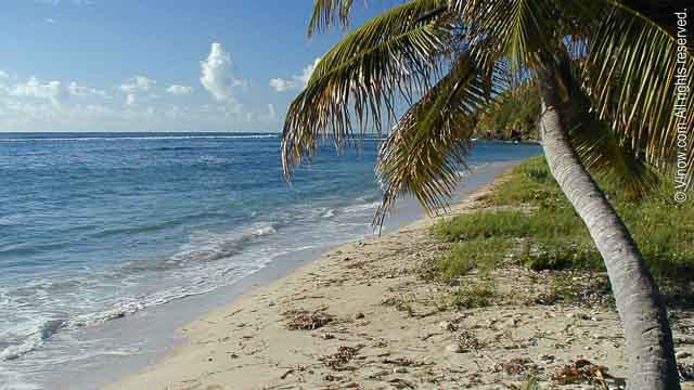 Grapetree Beach - St. Croix Beaches - Virgin Islands