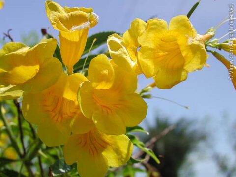 Flowers of the Virgin Islands - Virgin Islands