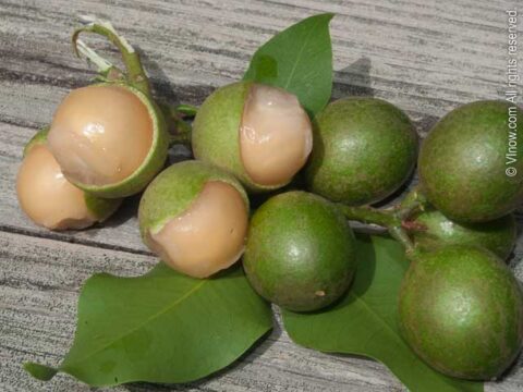 Local Fruit - Genips - Virgin Islands