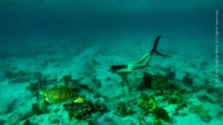 Freediving Virgin Islands